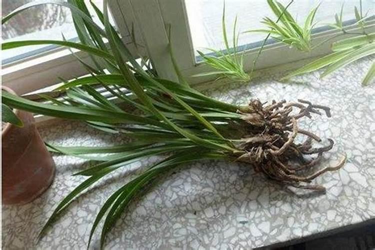 兰花不开花用什么肥料