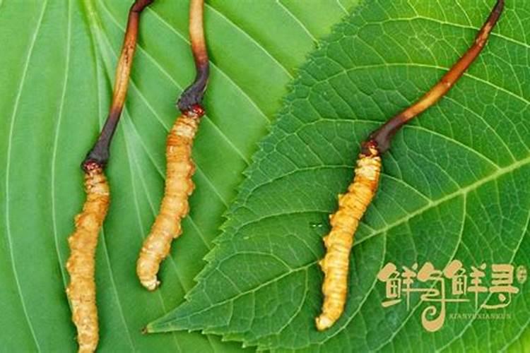 巴戟天的功效与作用及禁忌有哪些