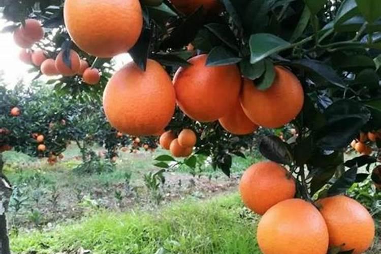 脐橙冻伤后怎么处理