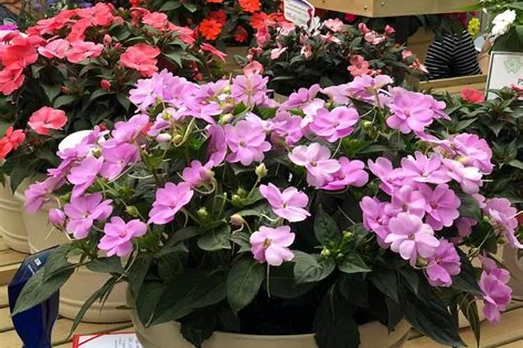 怎么给凤仙花施肥