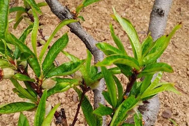 蜂糖李保花保果在初花期可喷施防落素吗？