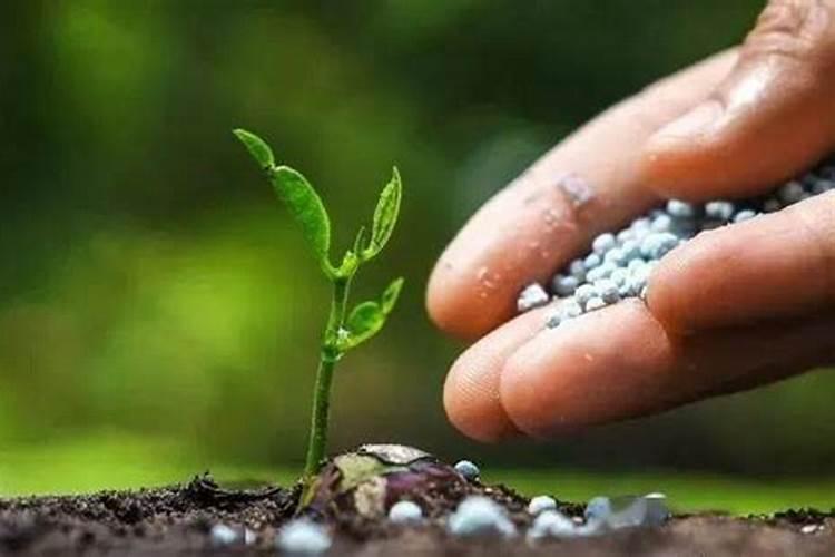 植物根系不发达,这是缺什么肥料造成的？