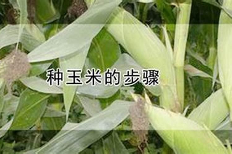 覆膜种玉米一亩地多少肥合适？