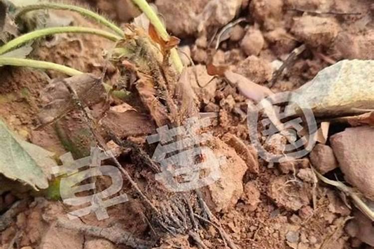 草莓在种植过程中需要补钙吗 草莓缺钙怎么办用什么补钙最好