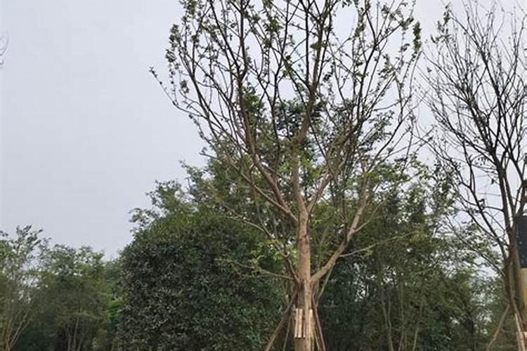 榉树施什么肥料长得快