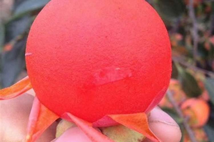 柿子树移栽时间和方法