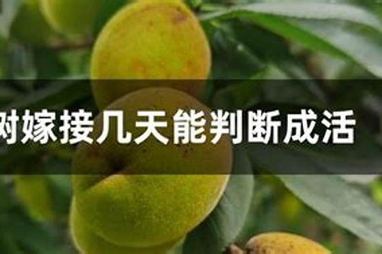 果树苗定植多久上肥果树苗定植几天后施肥最佳