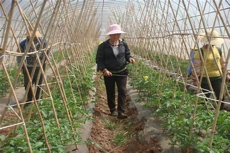 瓜果蔬菜喷施叶面肥有什么作用？