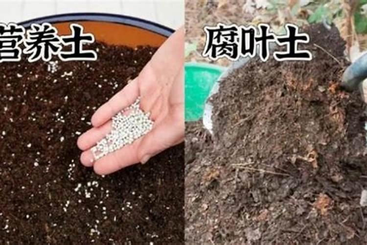 在养花时如何使用磷肥