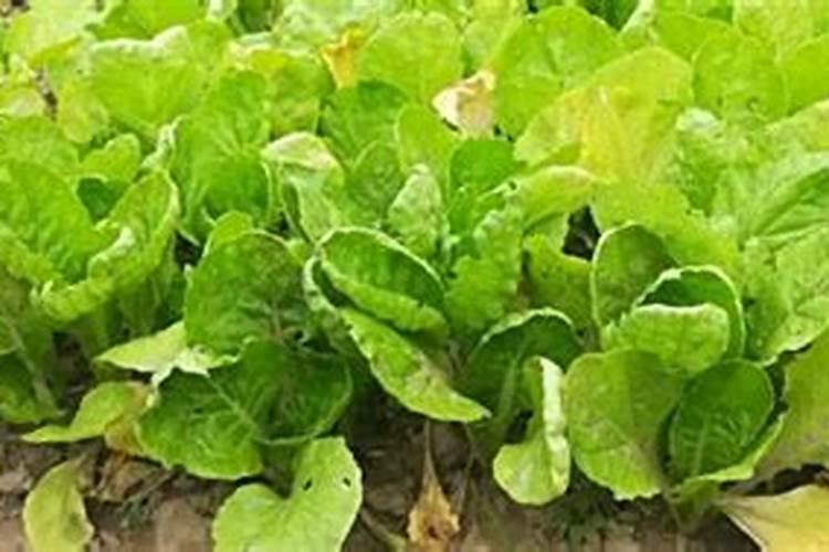 种白菜用什么肥料最好