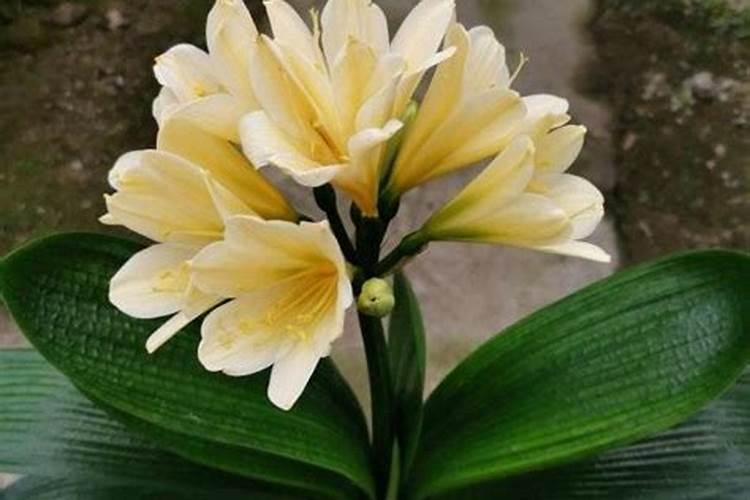 君子兰用什么肥料好