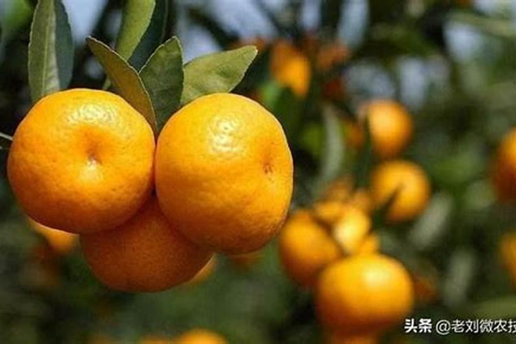 桔子树施什么肥才会甜
