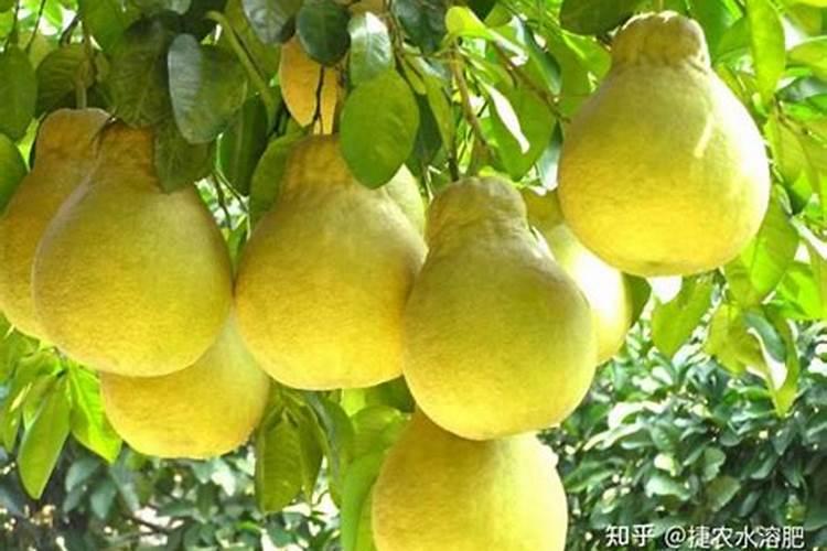 黄瓜什么时候用高钾肥料怎么施肥提高产量