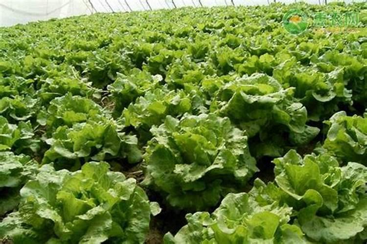生菜的施肥时间及方法