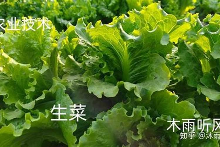 家庭种植生菜一般生长到多大施肥