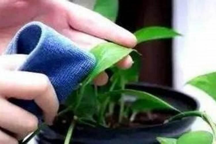 怎么给花补氮肥 兑水对着叶子喷补肥料