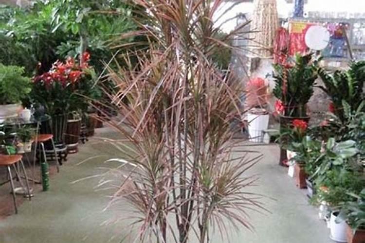 三色千年木的水培注意事项