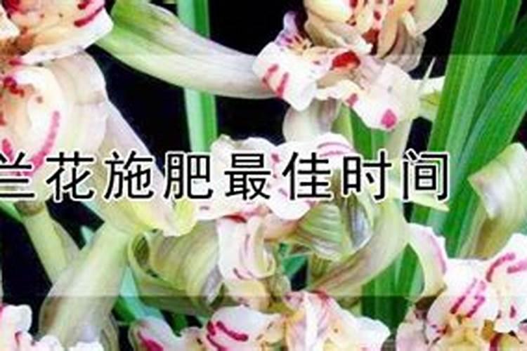 菠萝蜜在家该怎么种