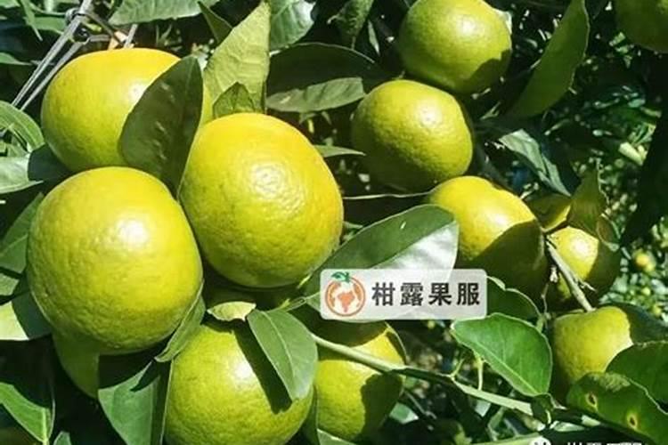 干货!促柑橘花芽分化,看完记得收藏!