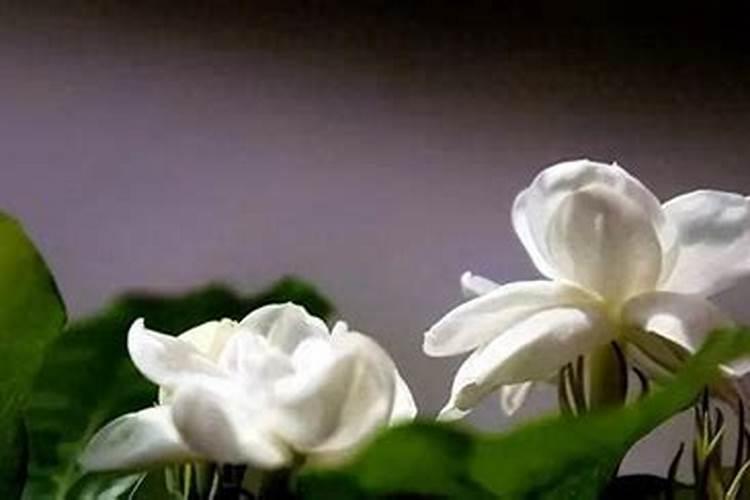 多菌灵与芸苔素内酯可以一起喷洒玉米吗