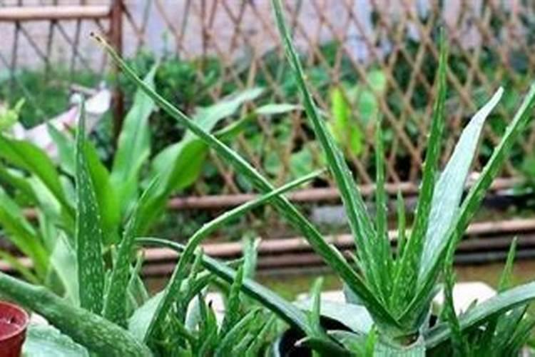 芦荟最好的肥料是什么？