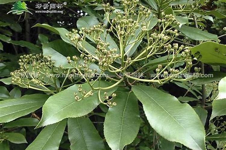 椤木石楠能开花结果吗？