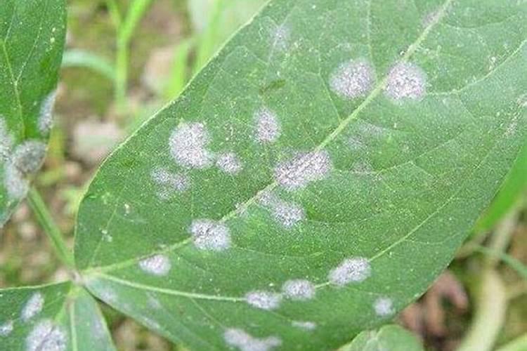 玉米秸秆利用做降解薄膜技术