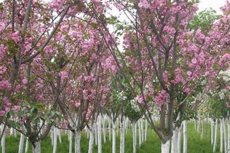 移栽杨树苗能不能用碳酸氢铵化肥吗？