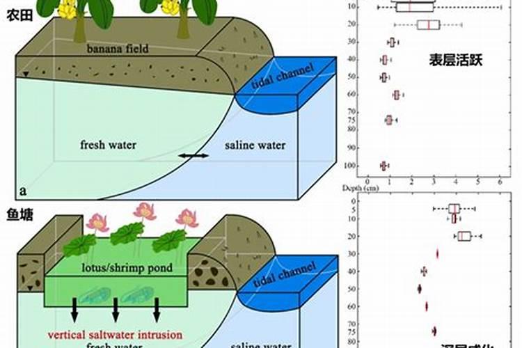 小葡萄苗施什么肥长的快