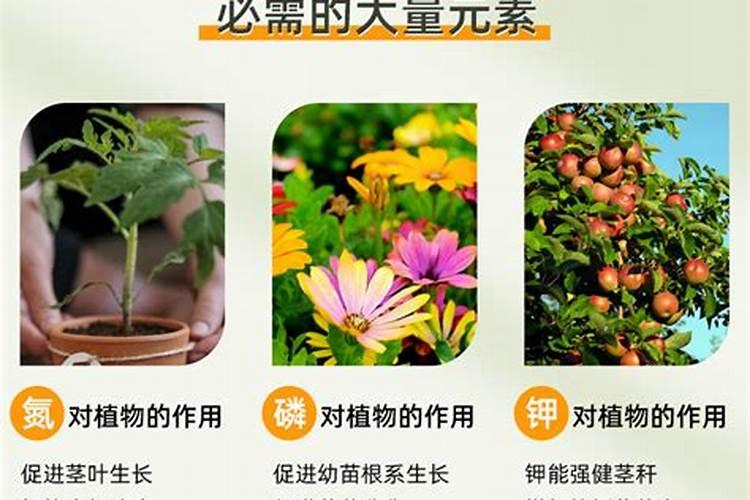 盆栽三角梅的养护与管理