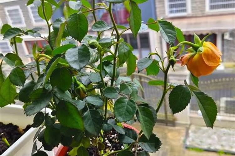 希腊人日常饮食中常见的食物是什么？