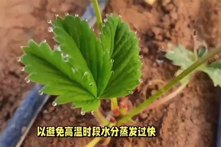 草莓苗期烂根死苗怎么办？？草莓苗期应该如何施肥呢