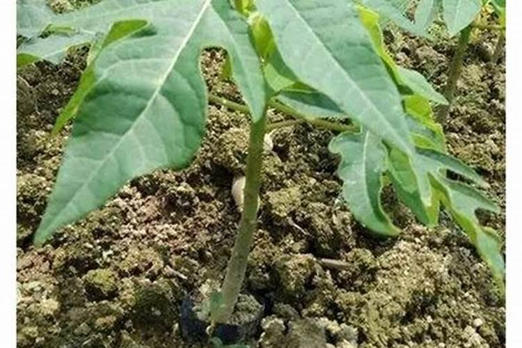 木瓜果不长大怎么办