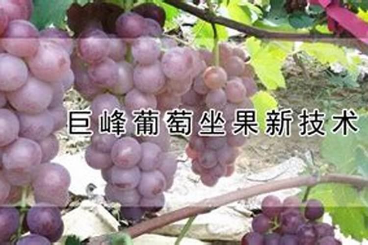 巨峰葡萄怎样施肥