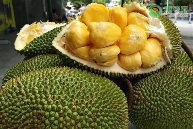 月季用什么肥料好