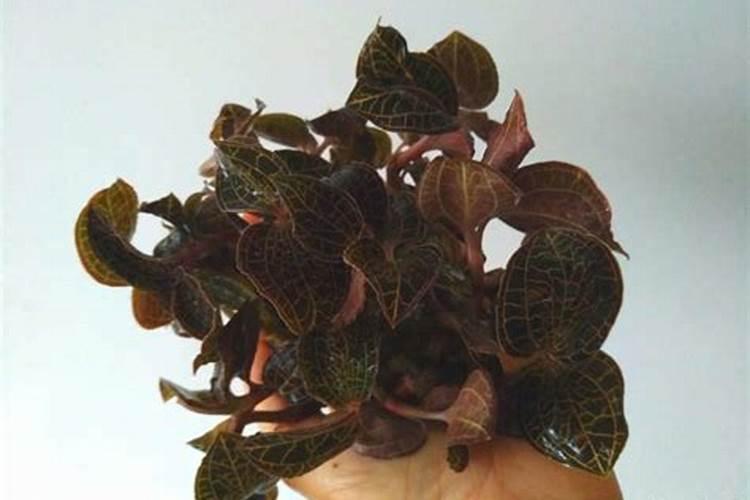 御贵草金线莲种植需要施肥吗？