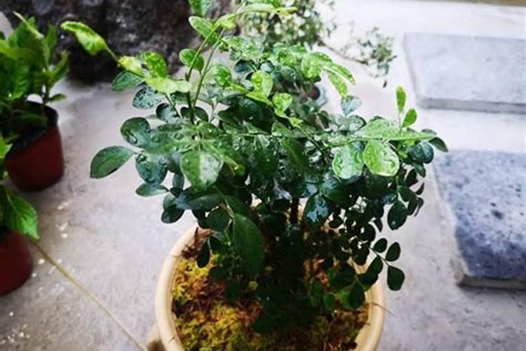 九里香什么时候开花,能开多久