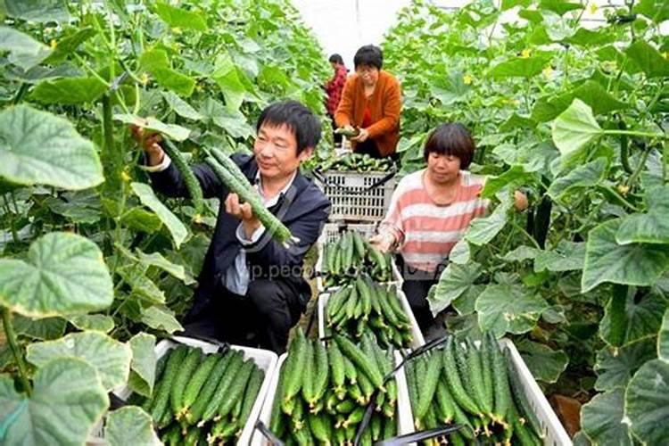 黄瓜后期怎么提高产量