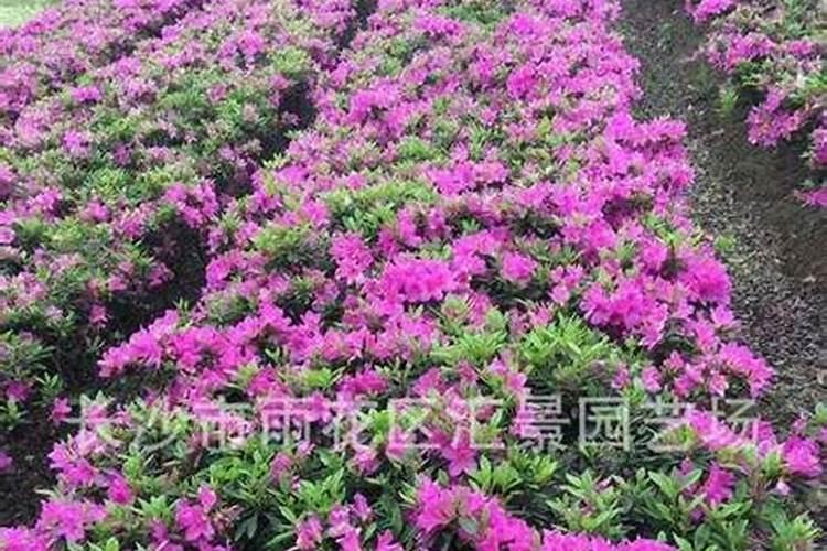 毛鹃叶子(毛鹃叶子,揭秘这种植物的魅力与药用价值)