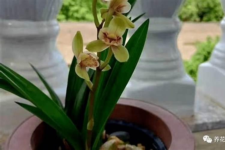 复合肥可以浇兰花吗