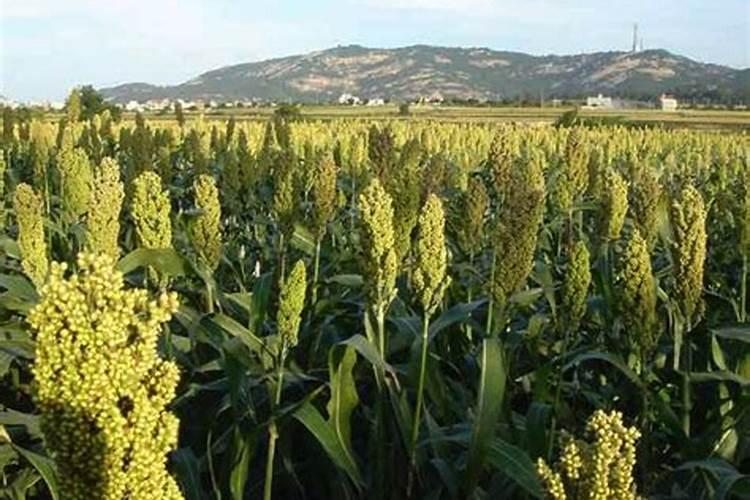 高粱移栽后几天施肥？