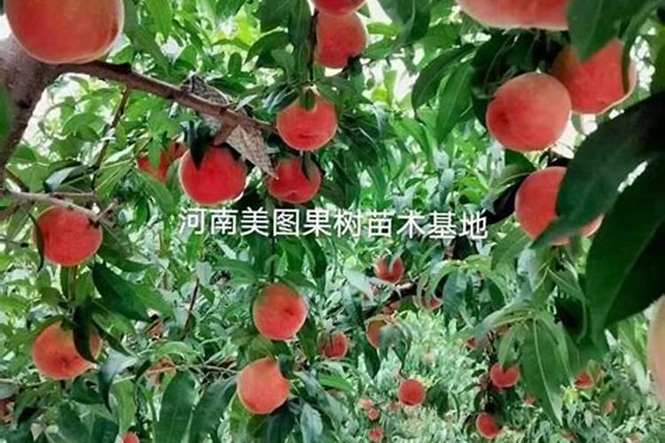 你知道秋延辣椒要怎么种植吗？