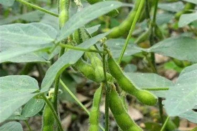 四川毛豆的高产种植技术