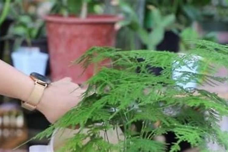 文竹的叶子发黄怎么办