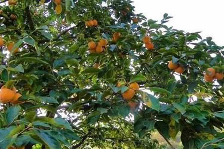 柿子树用什么肥料更好