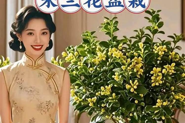 米兰花花期怎么施肥