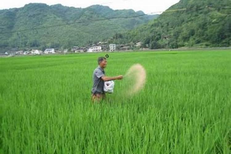 盐碱地水稻怎样施用氮肥？