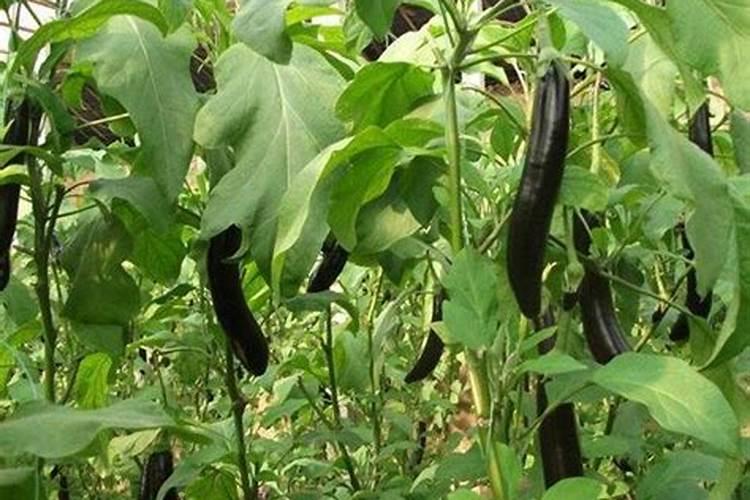 茄子彭果期喷施什么叶面肥好