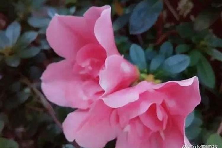 杜鹃花的病虫害要怎样防治？