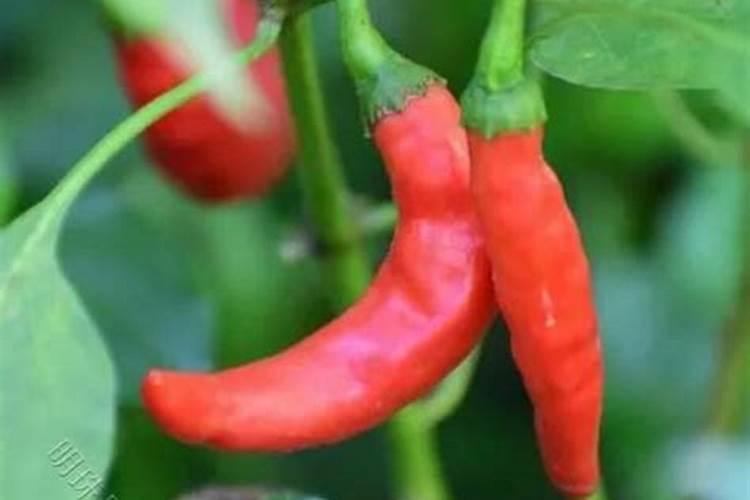 糖化硼能用在有机蔬菜上吗？